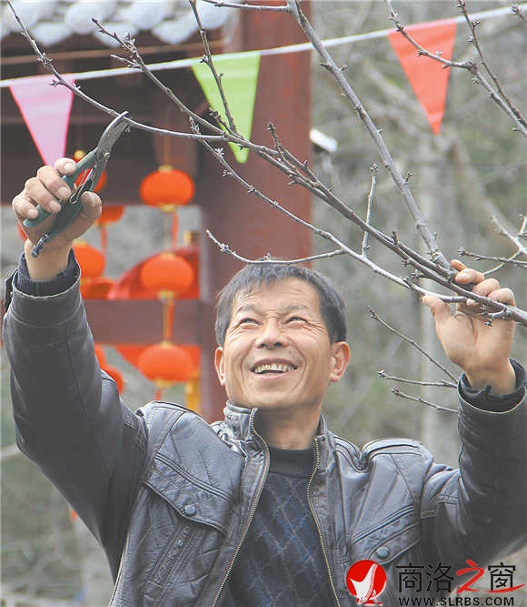農(nóng)家樂經(jīng)營者周江寶正在修剪院中的櫻桃樹，計(jì)劃著將來讓來此吃飯的游客在自家院內(nèi)采摘。