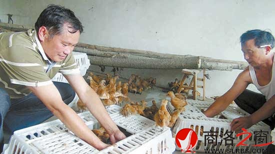 鴻偉公司向八龍村捐贈(zèng)了5000只價(jià)值6萬(wàn)元的雞苗，村民江文春正在接收雞苗。