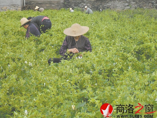 在市委宣傳部的幫扶下新建的100畝金銀花基地，增加了村民收入。