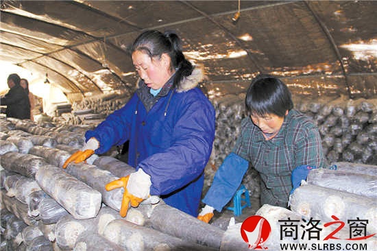 香菇大棚里，幾位村民正在忙碌地碼放料袋。香菇產(chǎn)業(yè)的發(fā)展，解決了當(dāng)?shù)財(cái)?shù)十名留守婦女的就業(yè)問題。