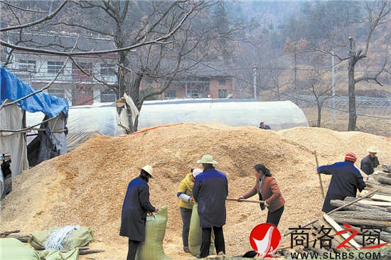 韓子坪村薪炭林資源豐富，群眾采取間伐或管護(hù)取枝的材料制作鋸末填充料袋，保證生產(chǎn)出味道鮮美的食用菌。