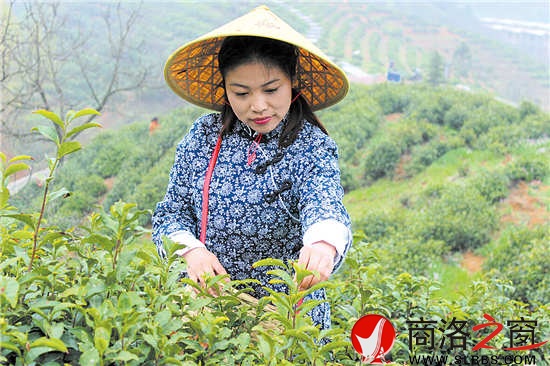 今年22歲的采茶女兼導游王蓉,把采茶當成一種樂趣。