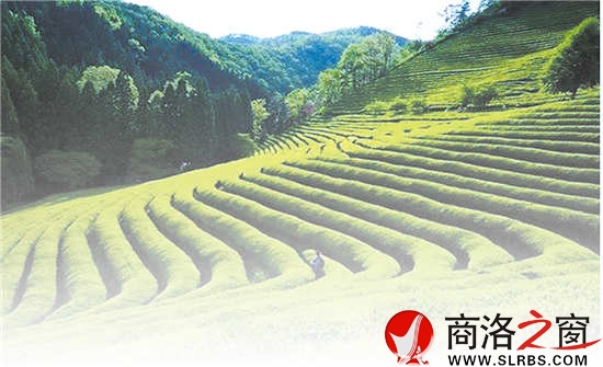商南是陜西有名的產茶區(qū)，滿山遍野的茶樹就像是覆蓋在山上的綠毯子，成為農民的綠色銀行。