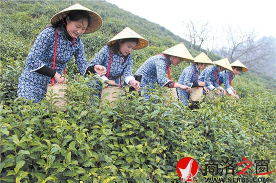 采茶時節(jié)，茶園與采茶女成為商南一道靚麗的風景。