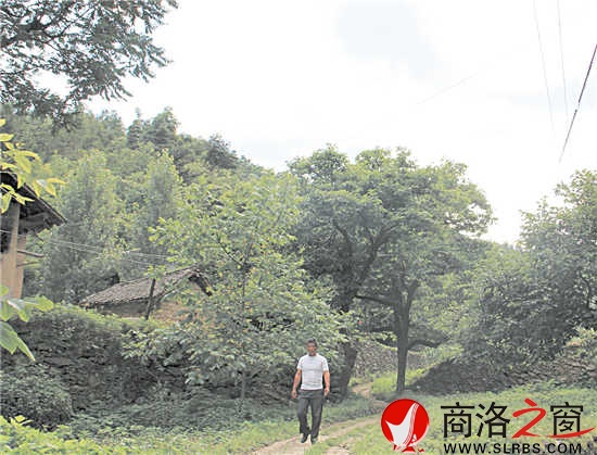 家鄉(xiāng)的這條路楊安平已走了多年，但他每次經(jīng)過這里，都有一種深深的眷戀。