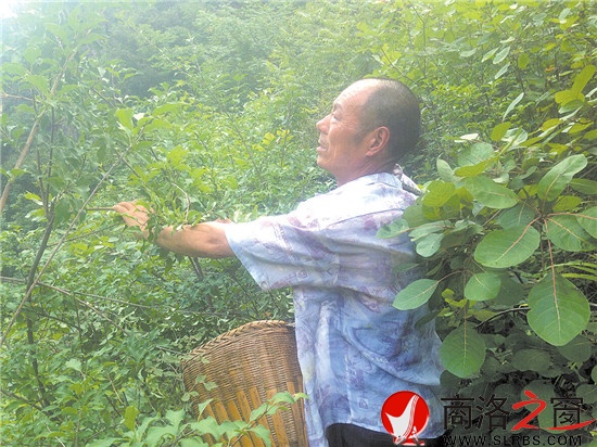 打山貨每天能賣百十元錢，成了炎炎夏季袁漢友最開心的事情。