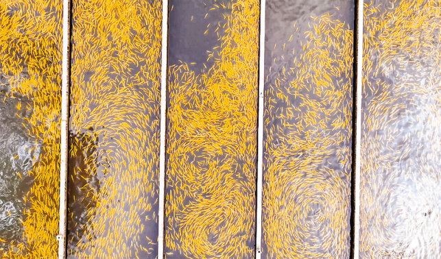 漁坪村 經(jīng)濟(jì)與生態(tài)效益“雙豐收”